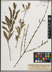 Foto von Salix purpurea L.